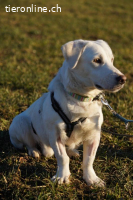 Unikat Balou – kurzbeiniger Labimix zum Verlieben