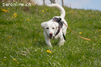 Unikat Balou – kurzbeiniger Labimix zum Verlieben