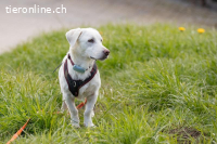 Unikat Balou – kurzbeiniger Labimix zum Verlieben