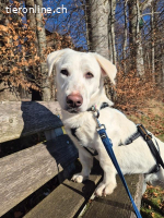 Unikat Balou – kurzbeiniger Labimix zum Verlieben