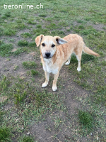 Unsere tolle Hündin Ciara sucht ihr Für-immer-Zuhauae