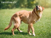 Valentim, ein Powerpaket
