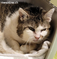 Valentino, ca 10-15 Jahre, männl, kastr, noch sehr ängstlich