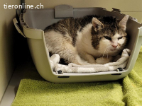 Valentino, ca 10-15 Jahre, männl, kastr, sehr ängstlich