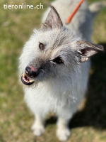 Vasco sucht ein Zuhause