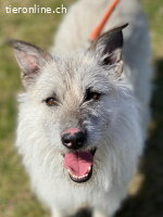 Vasco sucht ein Zuhause