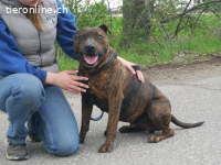 VEGAS, aktiver Mischlingsrüde, ca. 8 Jahre, 48cm, 29kg