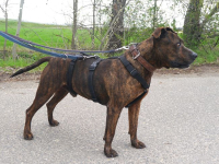 VEGAS, aktiver Mischlingsrüde, ca. 8 Jahre, 48cm, 29kg