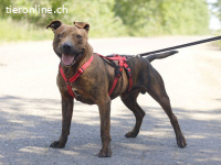 VEGAS, aktiver Mischlingsrüde, ca. 8 Jahre, 48cm, 29kg