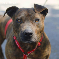 VEGAS, aktiver Mischlingsrüde, ca. 8 Jahre, 48cm, 29kg