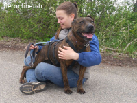 VEGAS, aktiver Mischlingsrüde, ca. 8 Jahre, 48cm, 29kg