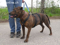 VEGAS, aktiver Mischlingsrüde, ca. 8 Jahre, 48cm, 29kg