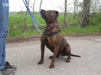 VEGAS, aktiver Mischlingsrüde, ca. 8 Jahre, 48cm, 29kg