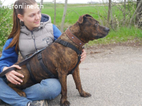 VEGAS, aktiver Mischlingsrüde, ca. 8 Jahre, 48cm, 29kg