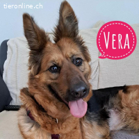 Vera eine besondere Hündin