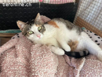Verschmuste Lottie FIV+ (Wohnungskatze) sucht ihr Zuhause