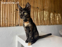 Verspielte Penelope wünscht sich ihr zu Hause