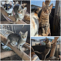 Verspielter Katzenbub Balou sucht spannendes Zuhause