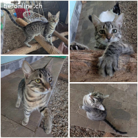 Verspielter Katzenbub Molokai sucht spannendes Zuhause