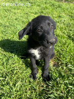 Verspielter Welpenjunge Vino sucht liebevolles Zuhause