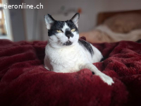 Verzichtskatze: Kuscheltante Isabella