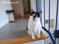 Verzichtskatze: Kuscheltante Isabella