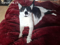 Verzichtskatze: Streichelbedürftige Isabella