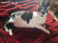 Verzichtskatze: Streichelbedürftige Isabella