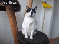 Verzichtskatze: Streichelbedürftige Isabella