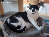 Verzichtskatze: Streichelbedürftige Isabella