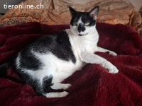 Verzichtskatze: Streichelbedürftige Isabella