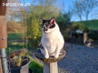 Verzichtskatze: Streichelbedürftige Isabella