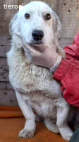 Verzweifelter, trauriger Junghund Frodo