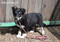 Vessilia - Kuckuck...hallo...sind da draußen Menschen?