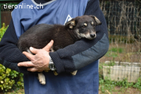 Vessilia - Kuckuck...hallo...sind da draußen Menschen?