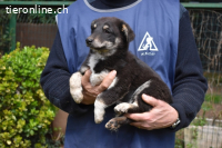 Vessilia - Kuckuck...hallo...sind da draußen Menschen?