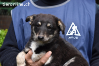 Vessilia - Kuckuck...hallo...sind da draußen Menschen?