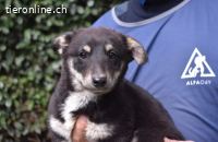 Vessilia - Kuckuck...hallo...sind da draußen Menschen?