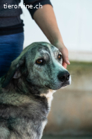 Vesta, w./kastr., geb. 12.11.2022 Grösse: 70 cm/39,5 kg