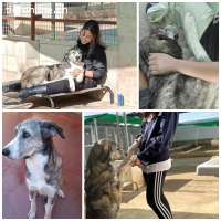 Vesta, w./kastr., geb. 12.11.2022 Grösse: 70 cm/39,5 kg