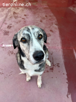 Vesta, w./kastr., geb. 12.11.2022 Grösse: 70 cm/39,5 kg