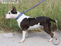 Vicky - ein feines Herz auf Pfoten