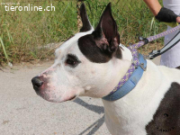 Vicky - ein feines Herz auf Pfoten