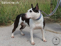 Vicky - ein feines Herz auf Pfoten