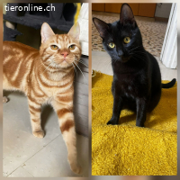 VIELE KATZENBABYS AUS DEM TIERSCHUTZ  SUCHEN EIN ZU HAUSE