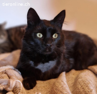 VIELE KATZENBABYS AUS DEM TIERSCHUTZ  SUCHEN EIN ZU HAUSE