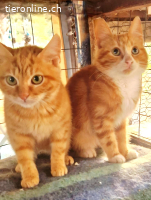 VIELE KATZENBABYS AUS DEM TIERSCHUTZ  SUCHEN EIN ZU HAUSE