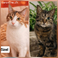 VIELE KATZENBABYS AUS DEM TIERSCHUTZ  SUCHEN EIN ZU HAUSE