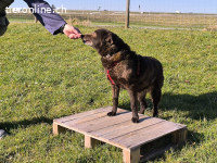 Vigyory, bezaubernde, freundliche und liebe Hundeomi