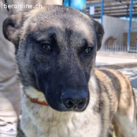 Vincent - ein Seelenhund